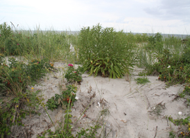 Coastal Primary Dunes